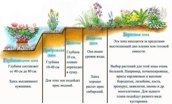 Растения для пруда: обзор декоративных кандидатов для озеленения водоемов