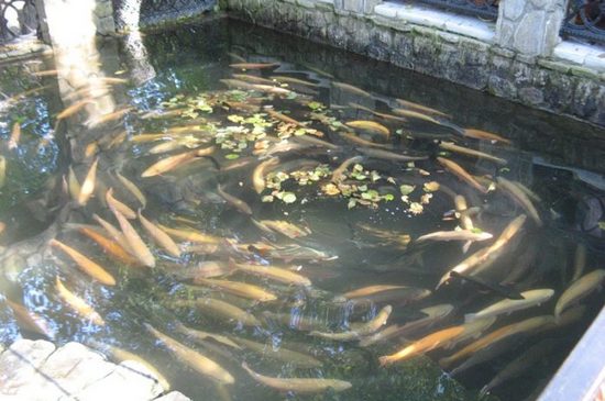 Разведение карпа в бассейне в домашних условиях: нюансы выращивания рыбы