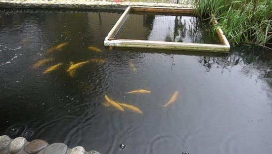 Разведение карпа в бассейне в домашних условиях: нюансы выращивания рыбы